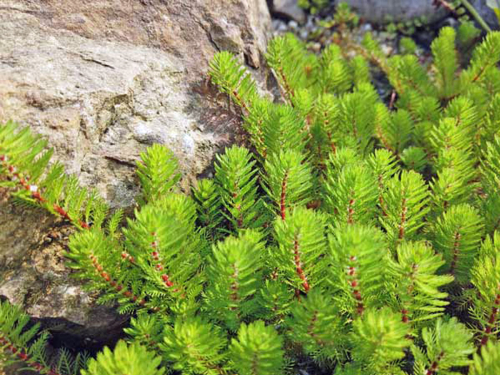 Tausendblatt - Myriophyllum hippuriodes